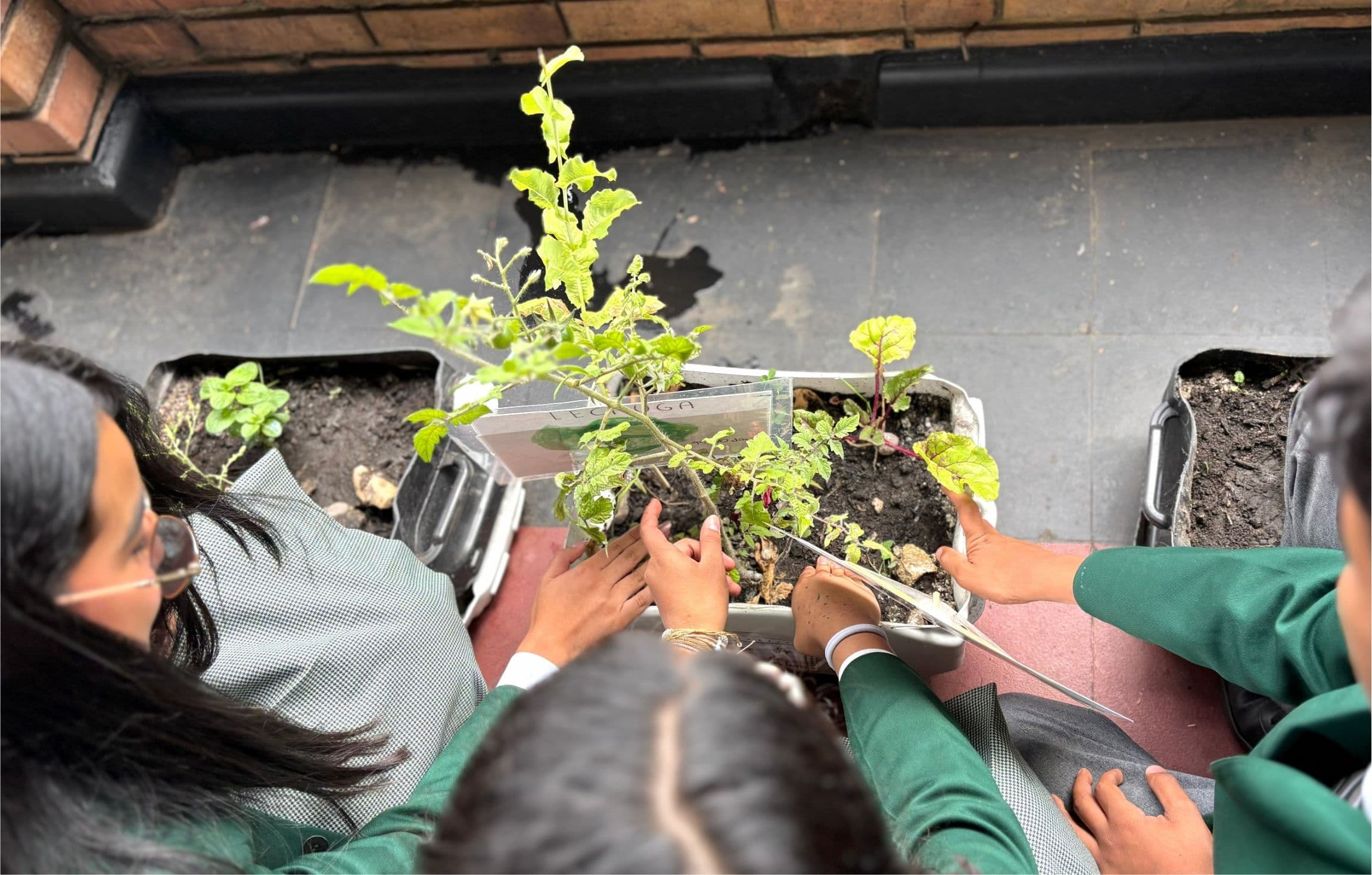 Experiencia de los estudiantes en la huerta